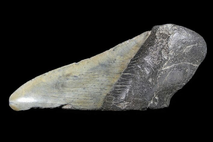 Partial Fossil Megalodon Tooth #88632